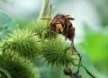 Vespa crabro